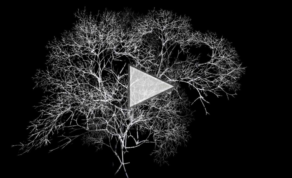 arboreal -rohini devasher - 2011