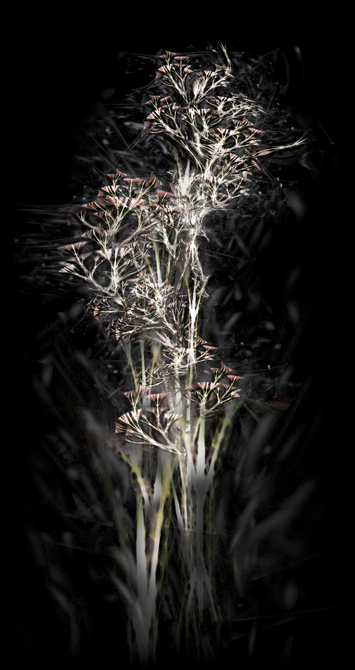 Bone tree - archival pigment prints - rohini devasher 2013 (2)